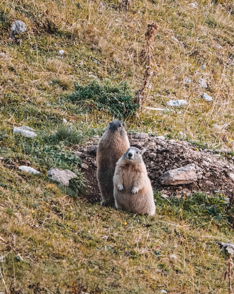 Murmeltiere Schweiz