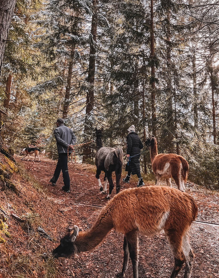 Wandern Lamas Tirol