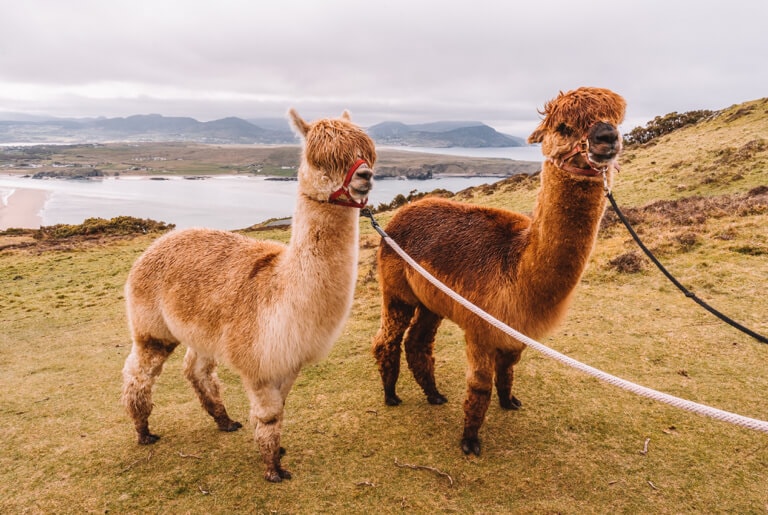 Five-Fingers-Strand-Wild-Alpaca-Way-Donegal-1