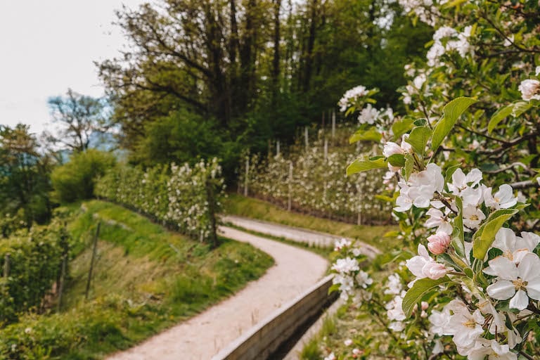 Lana Suedtirol Marlinger Waalweg Apfelbluete