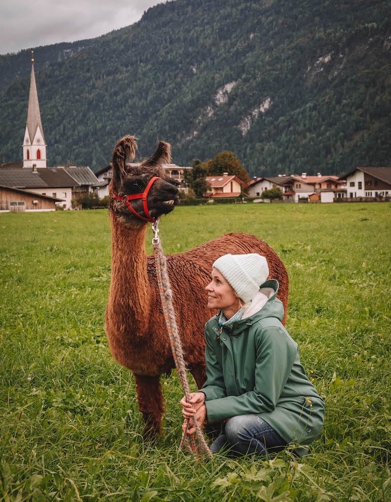 Alpakawanderung Alpbachtal