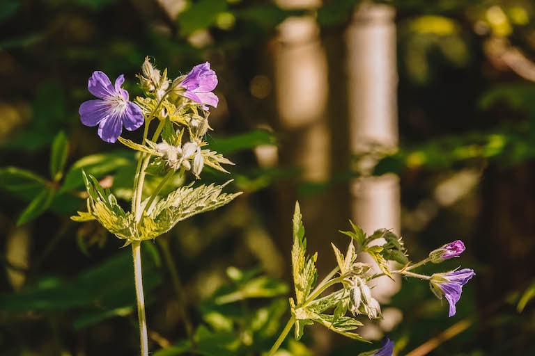 Blumen Vorarlberg