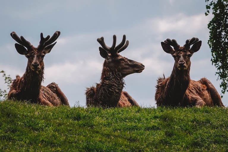 Bregenz Sehenswuerdigkeiten Pfaender Alpenwildpark