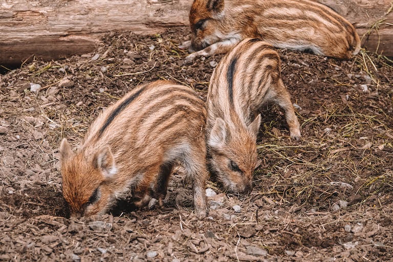 Pfaender Alpenwildpark Schweine