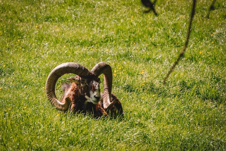 Pfaender Alpenwildpark