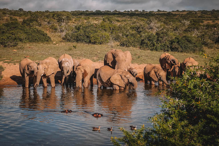 Amakhala Game Reserve Elefanten Wasserloch