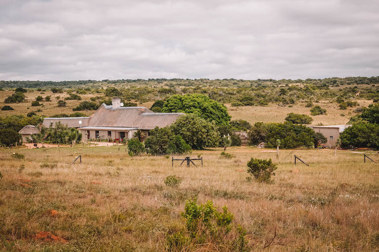 Amakhala Game Reserve Garden Route Suedafrika