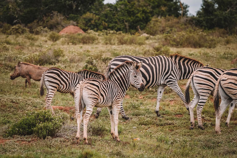 Amakhala Game Reserve Zebras