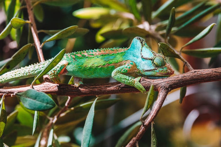 Chamaeleon Garden Route Suedafrika