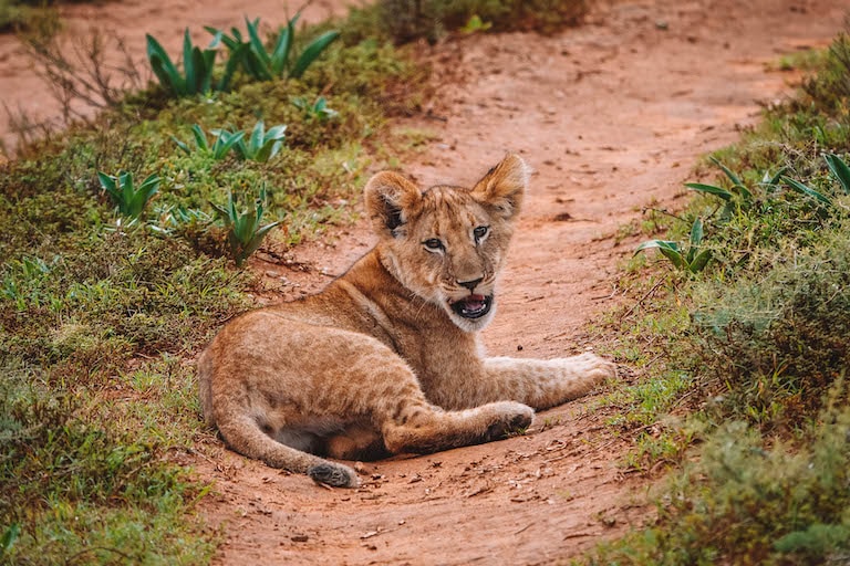 Loewenjunges Amakhala Game Reserve