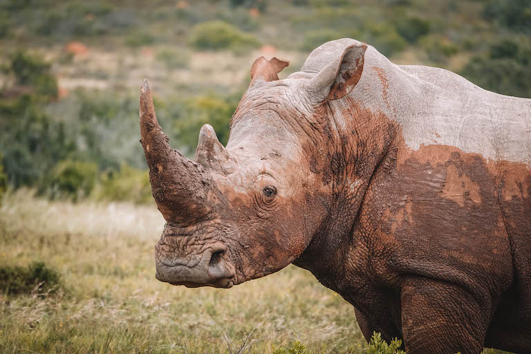 Nashorn Suedafrika Safari