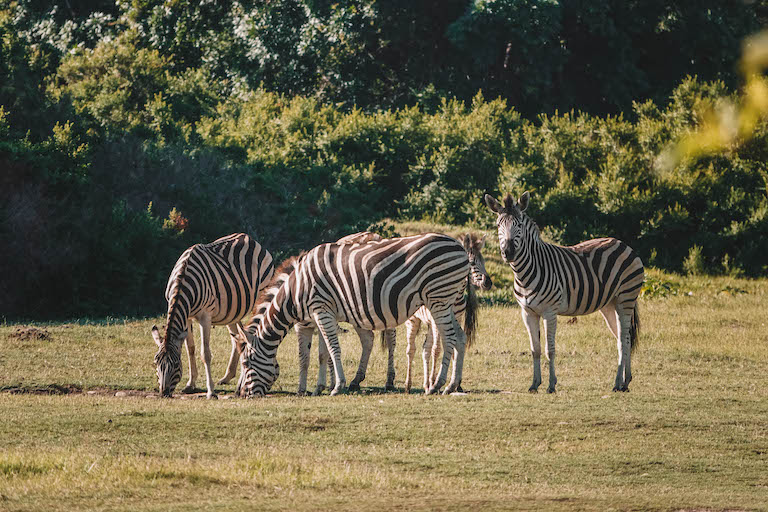 Stanley Island Zebras