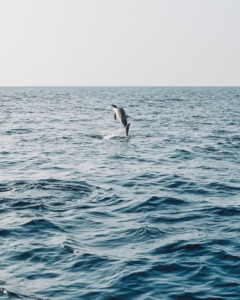 Delfintour Malediven