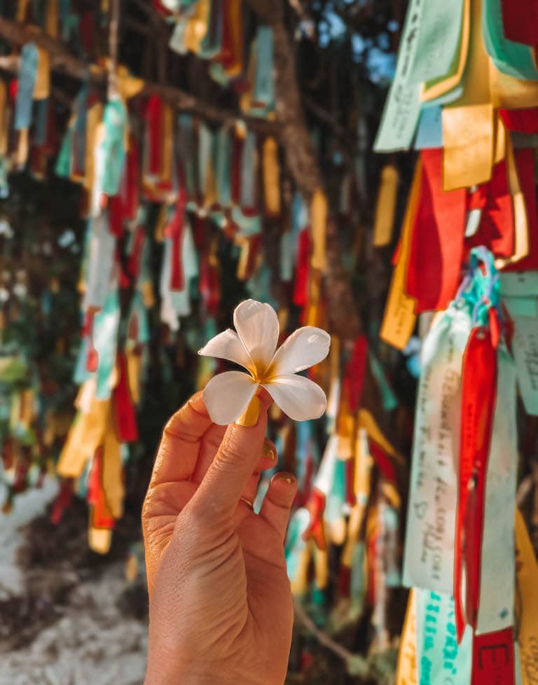 Wishing Tree Cora Cora Maledives