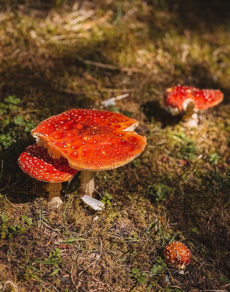 Fliegenpilze Montafon Kristberg