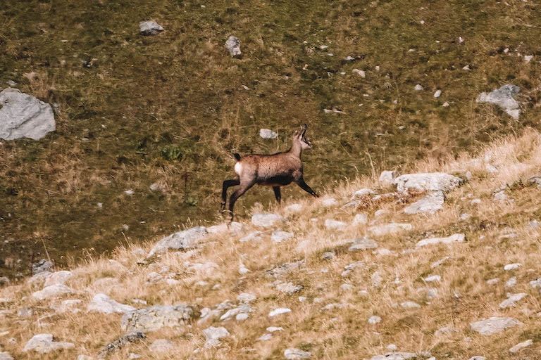 Montafon Wandern Seetalweg Gaemse