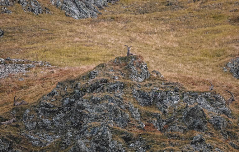 Montafon Wandern Steinboecke Hochjoch