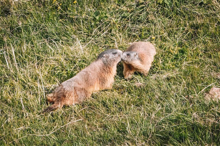 Murmeltiere Oesterreich Vorarlberg
