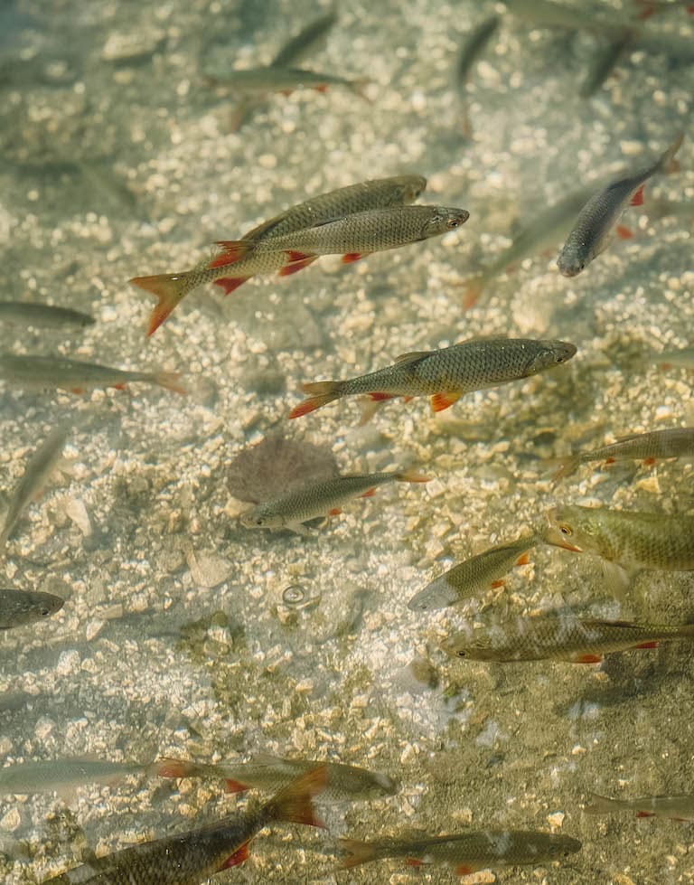 Thumsee Fische