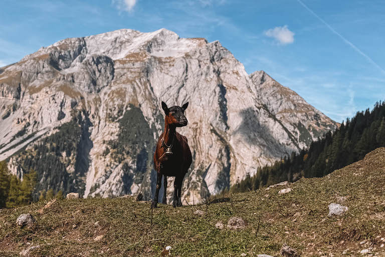 Binsalm Ziege Karwendel