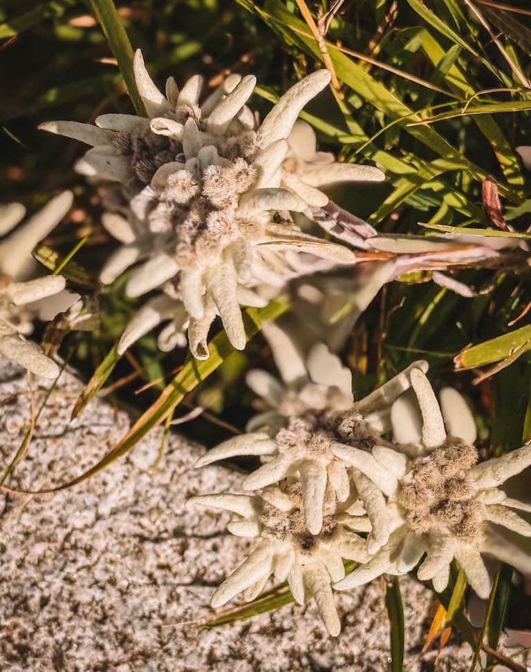 Edelweiss Binsalm Tirol