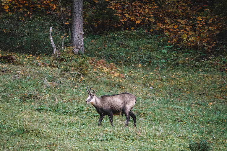 Gaemse Grosser Ahornboden