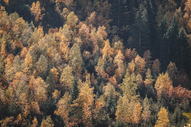 Herbst Karwendel Baeume